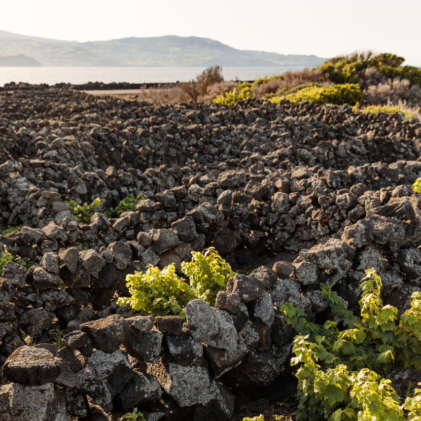 Alojamento Açores Adega Azores Wine Company